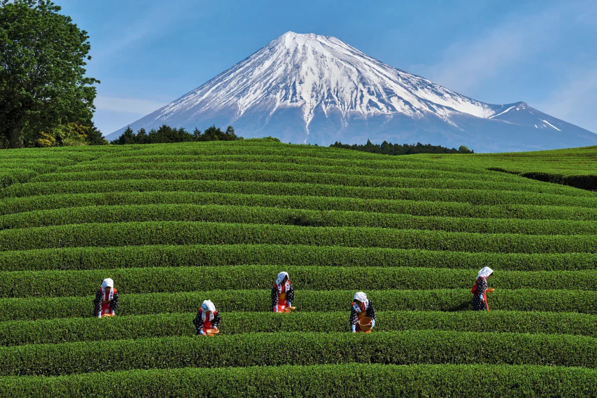 Japanese tea plantation with workers picking matcha leaves, Mount Fuji in background