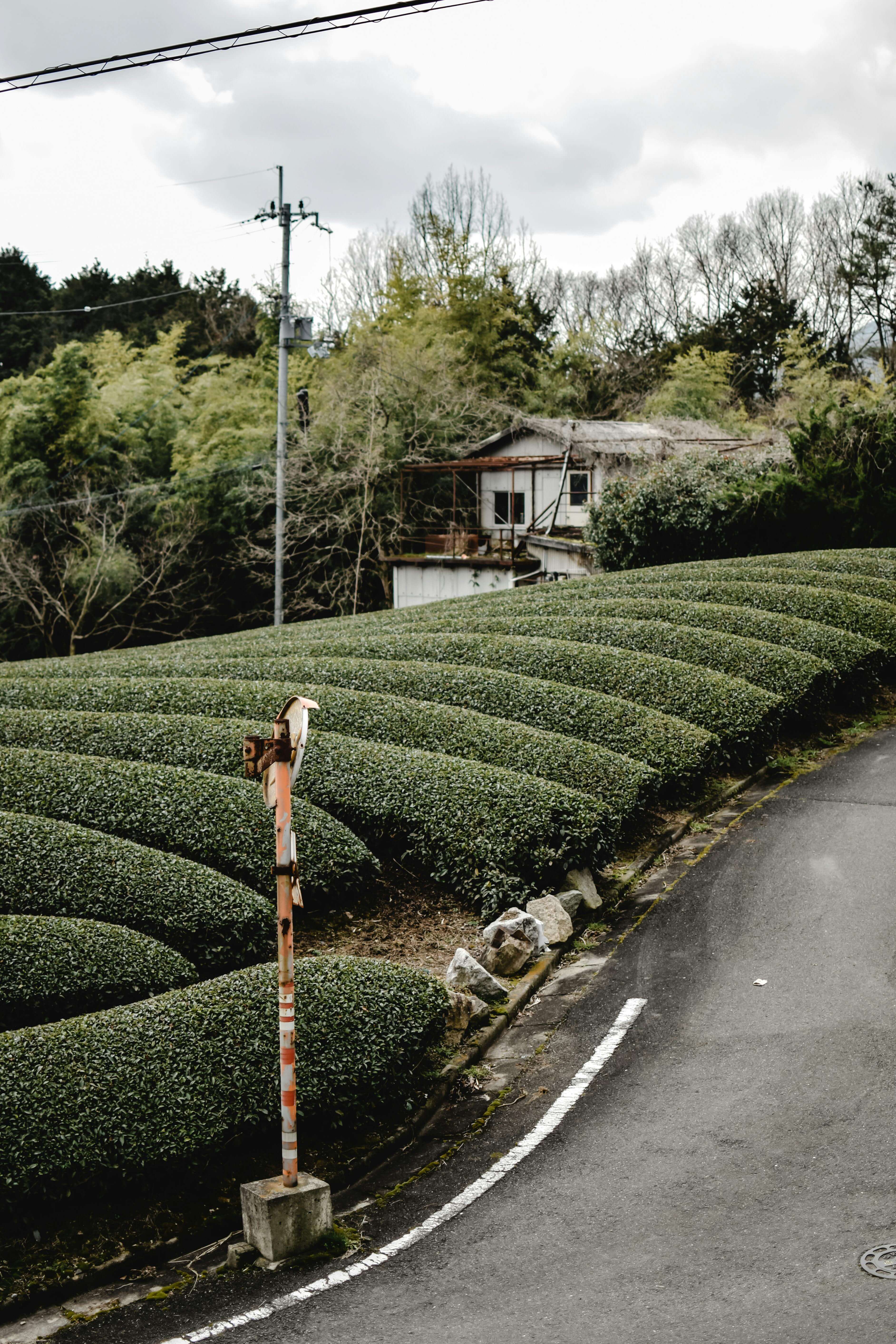 Matcha fields and house in the background
