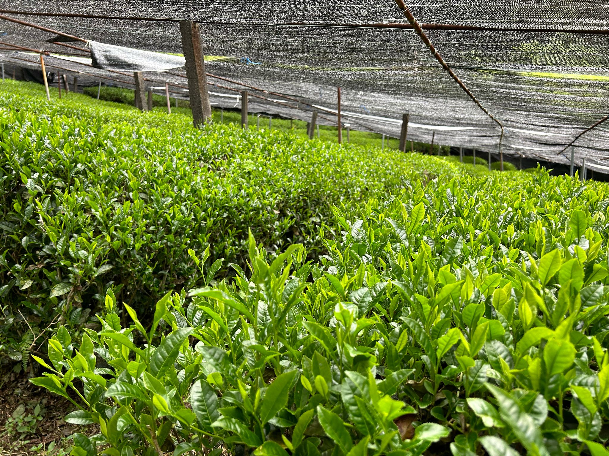 All about Matcha tea